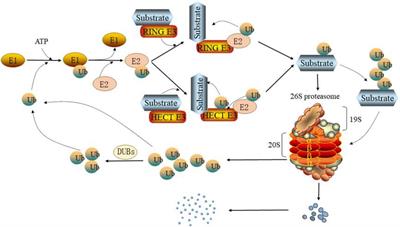 Exploration on the Mechanism of Ubiquitin Proteasome System in Cerebral Stroke